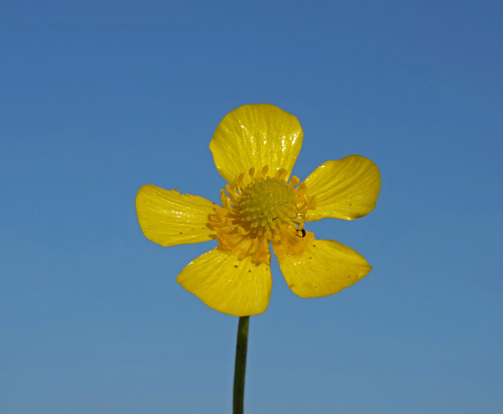 Grote boterbloem