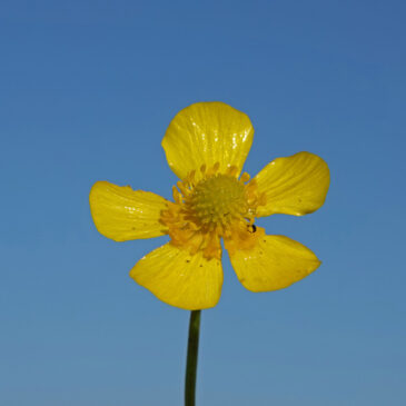 Grote boterbloem