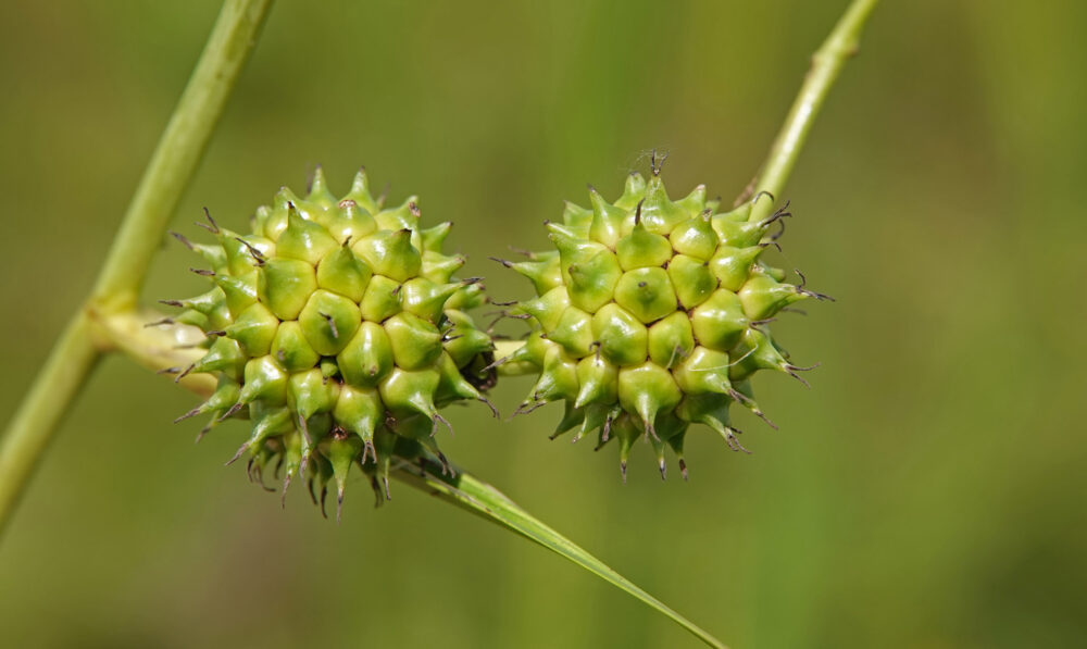 Grote egelskop