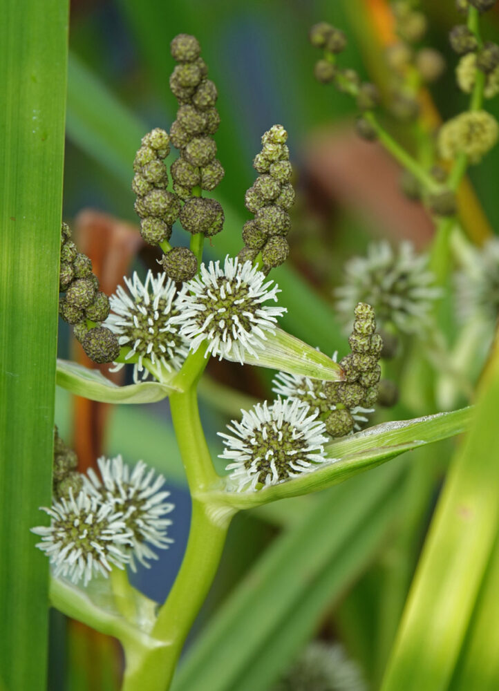 Grote egelskop
