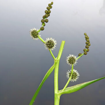 Grote egelskop