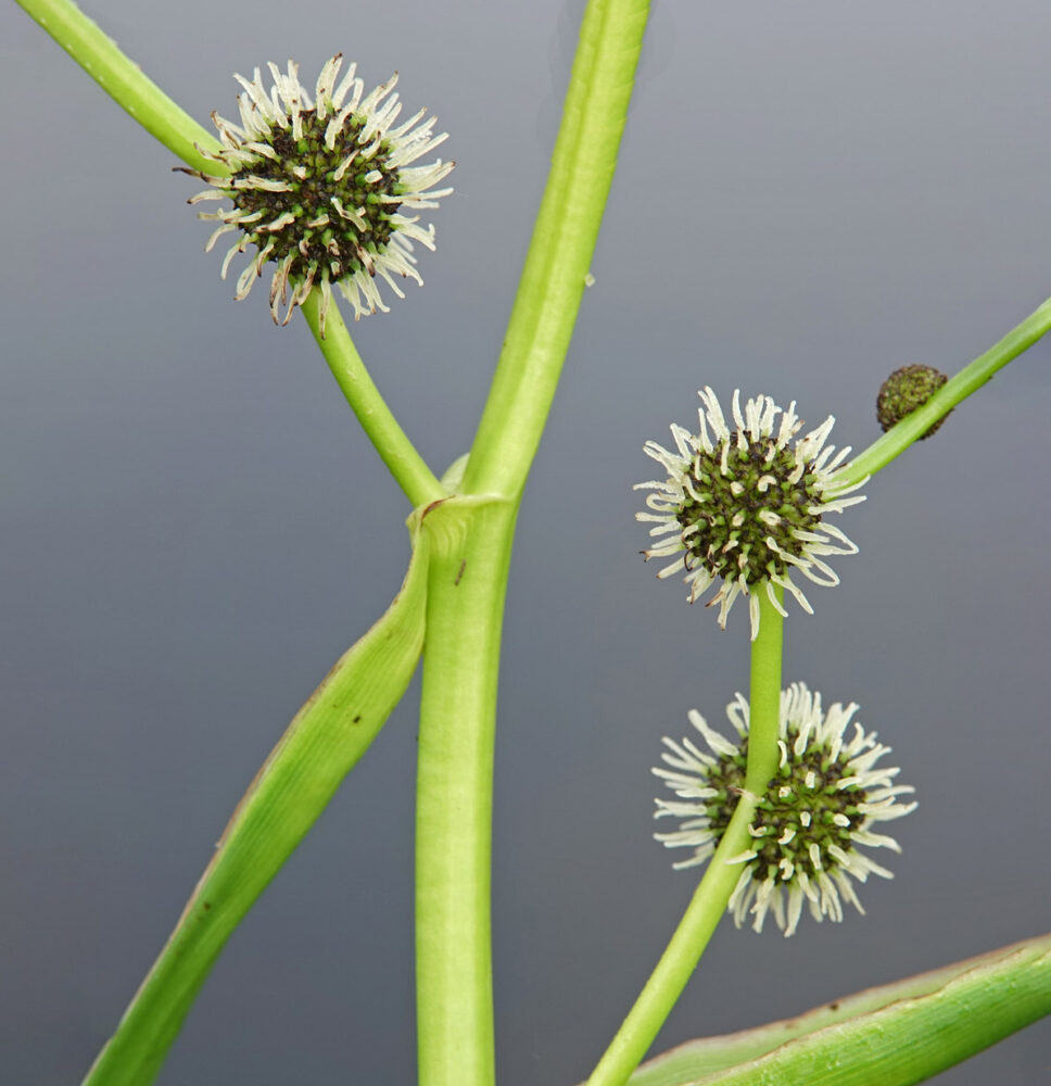 Grote egelskop