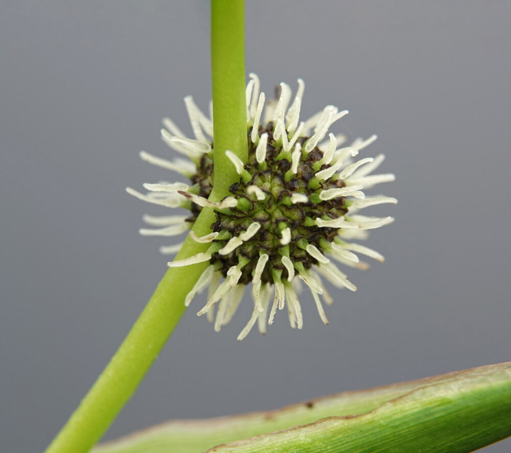 Grote egelskop