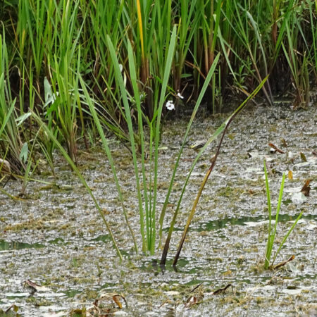 Grote gele kwikstaart