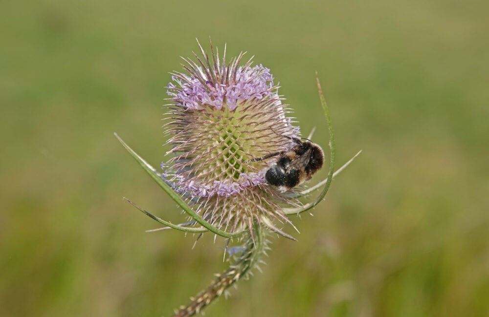 Grote kaardenbol