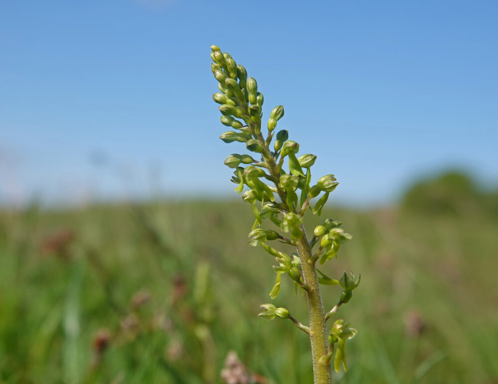 Grote keverorchis