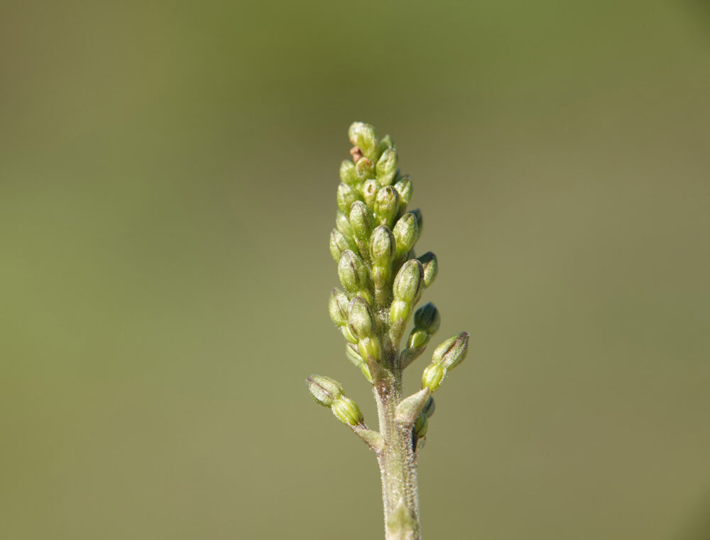 Grote keverorchis