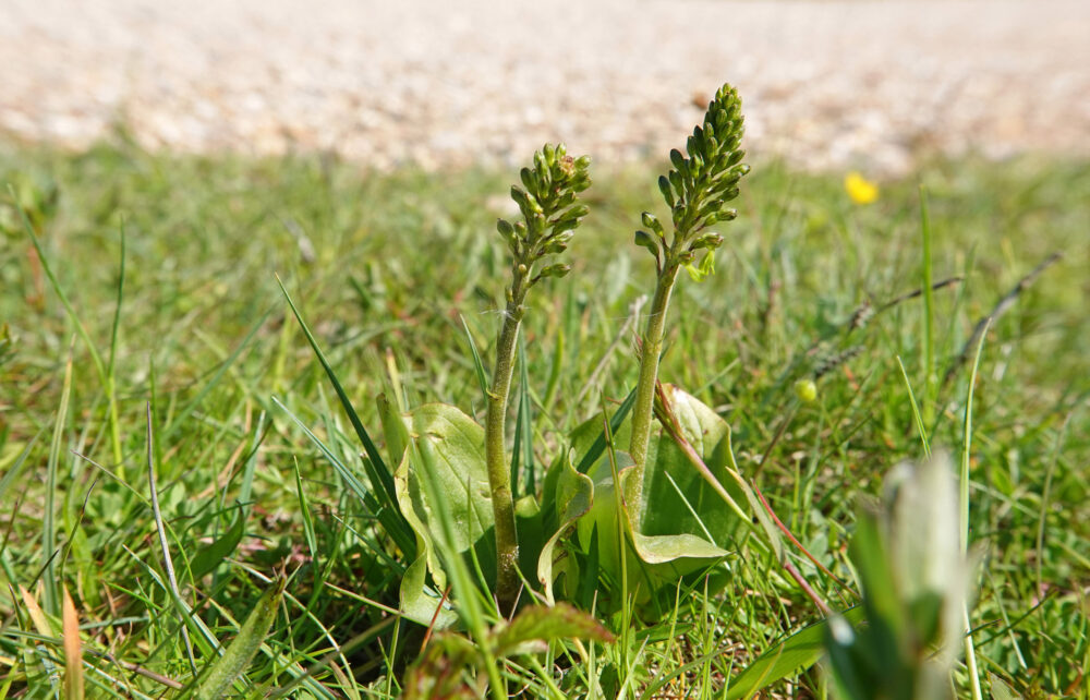 Grote keverorchis