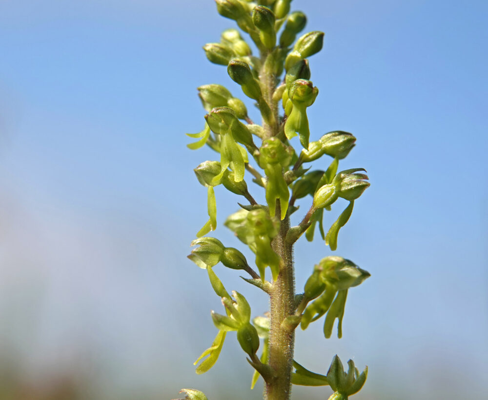 Grote keverorchis