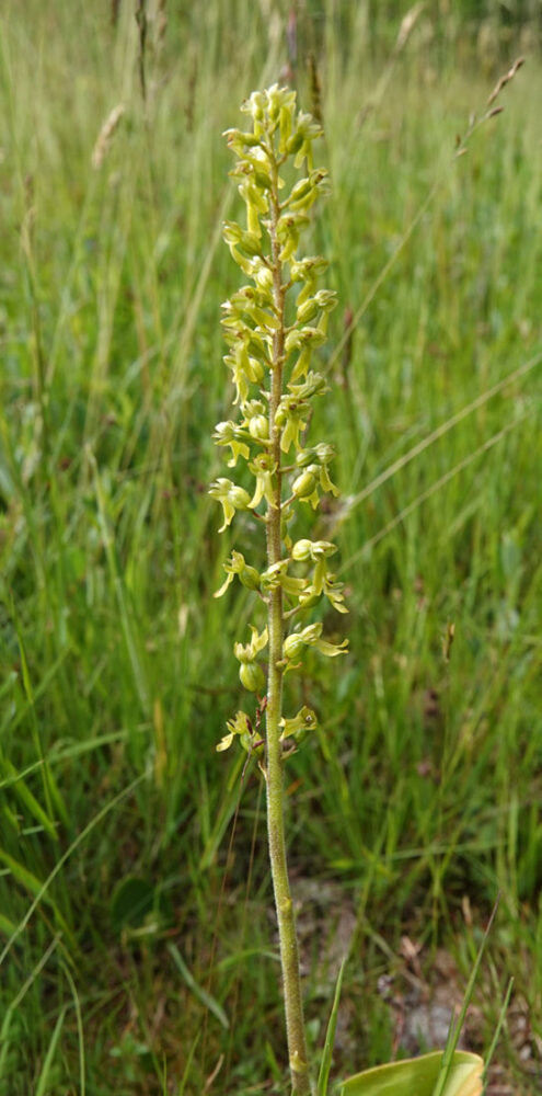 Grote keverorchis