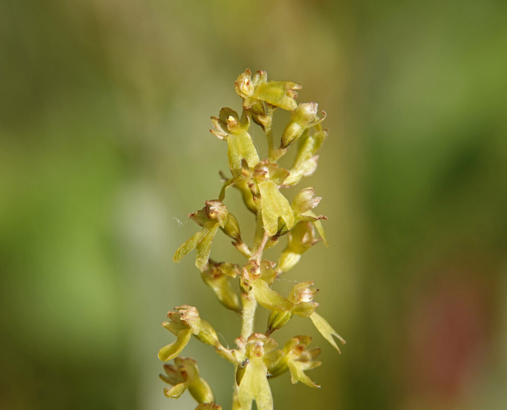 Grote keverorchis