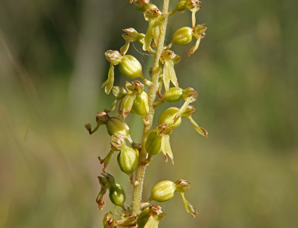 Grote keverorchis