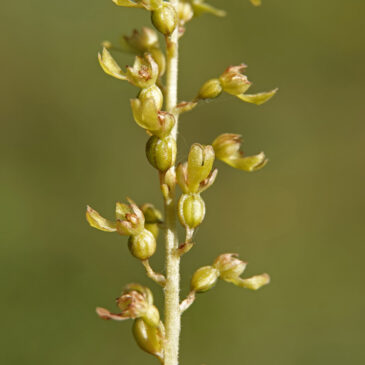 Grote keverorchis