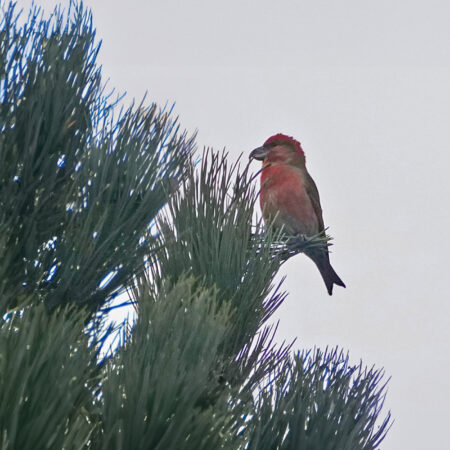 Grote kruisbek