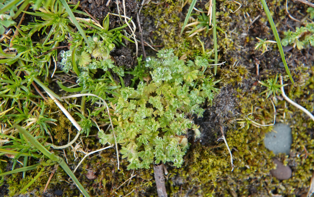 Grote leeuwenklauw