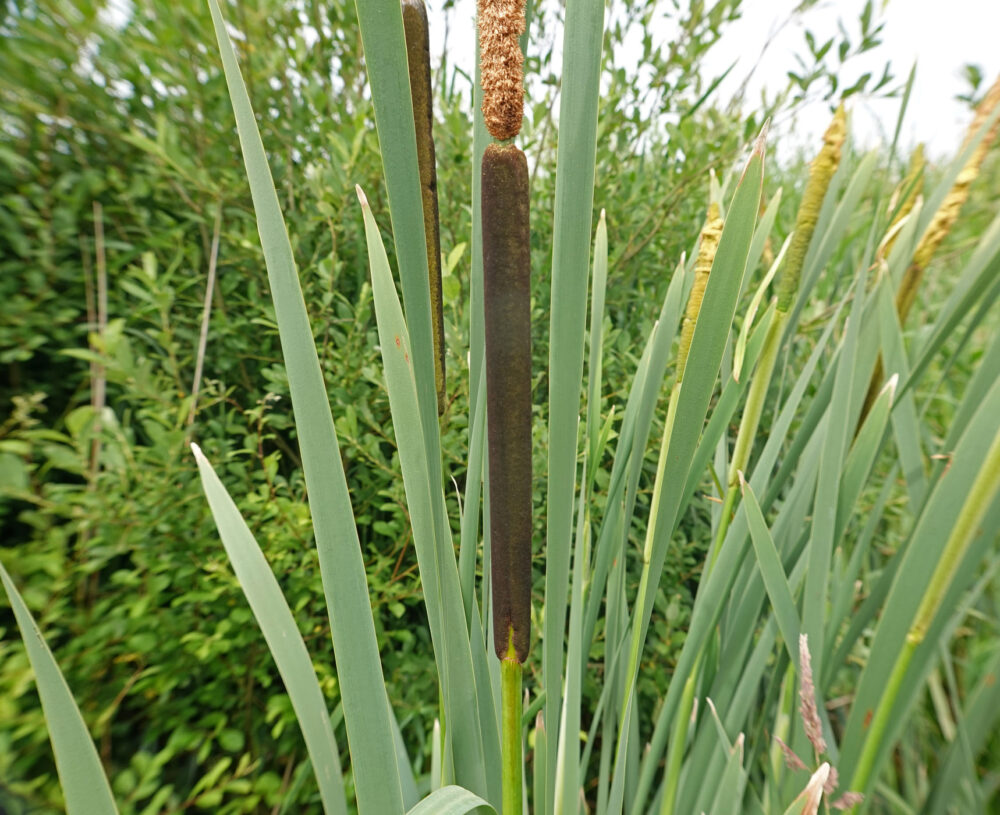 Grote lisdodde