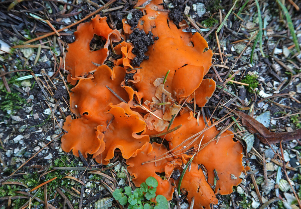 Grote oranje bekerzwam