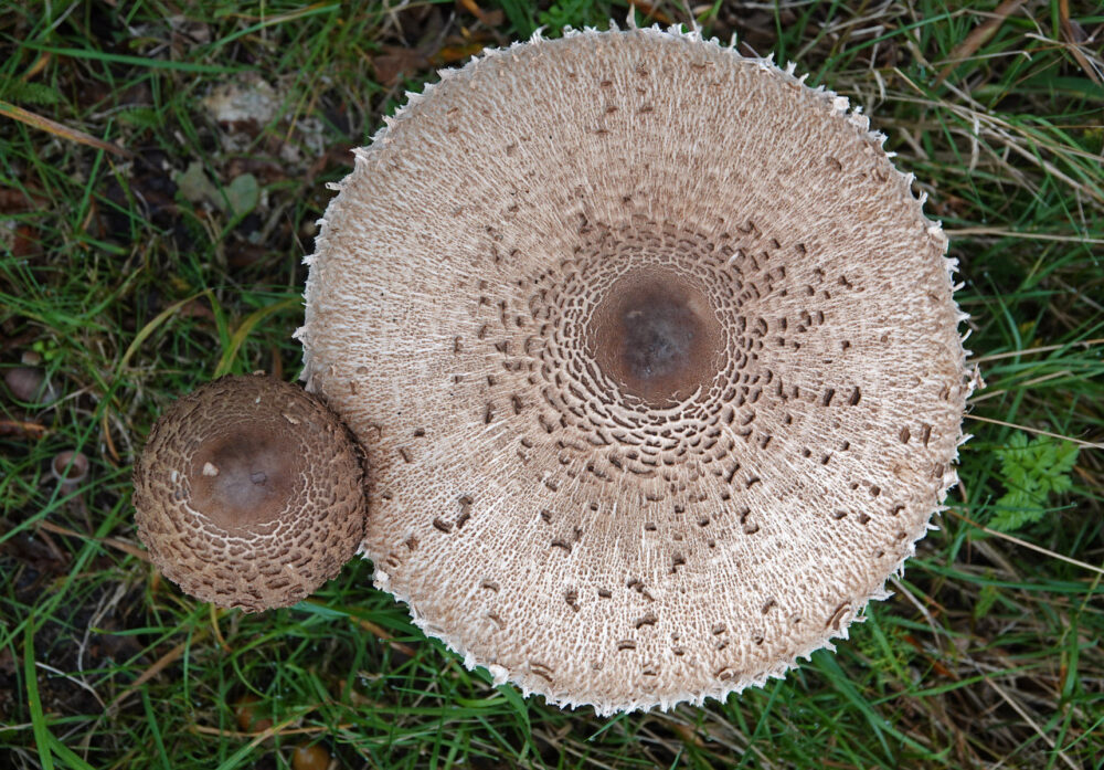 Grote parasolzwam