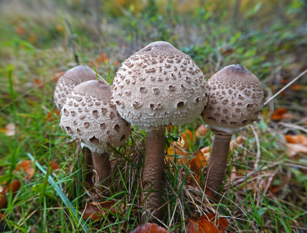 Grote parasolzwam