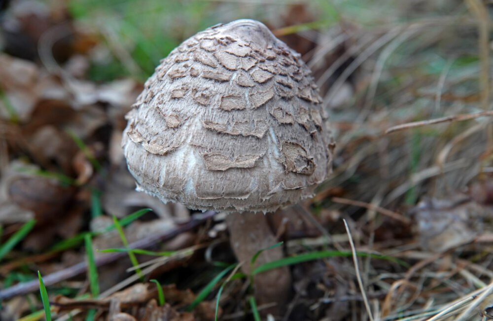 Grote parasolzwam