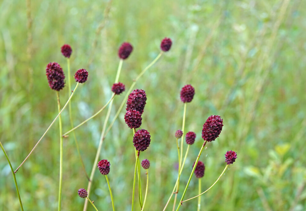 Grote pimpernel