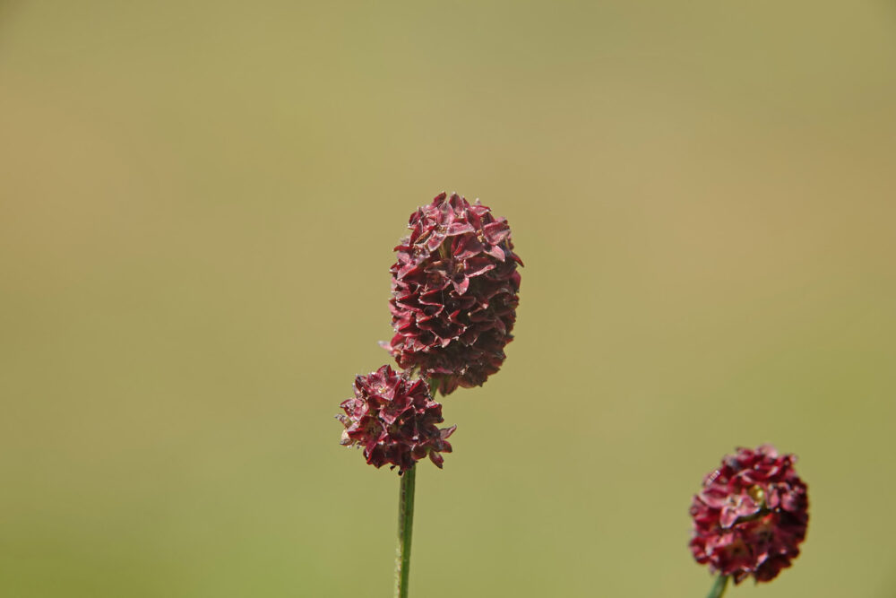Grote pimpernel