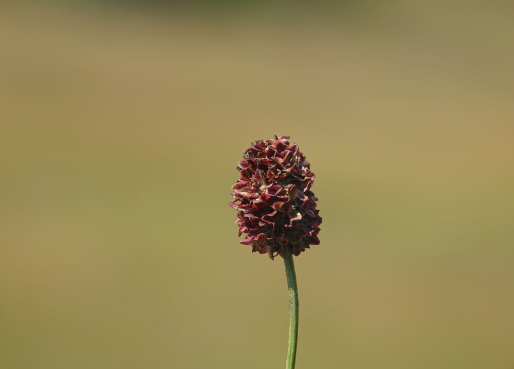 Grote pimpernel