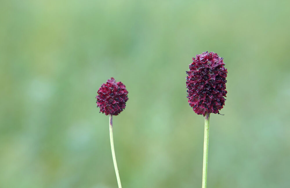 Grote pimpernel