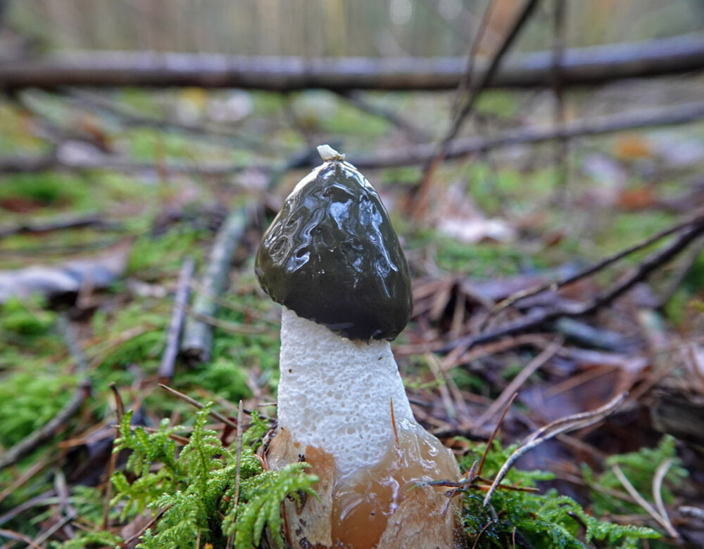 Grote stinkzwam