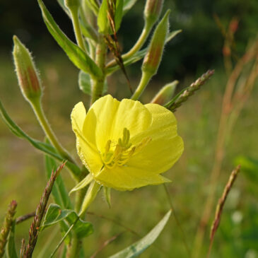 Grote teunisbloem