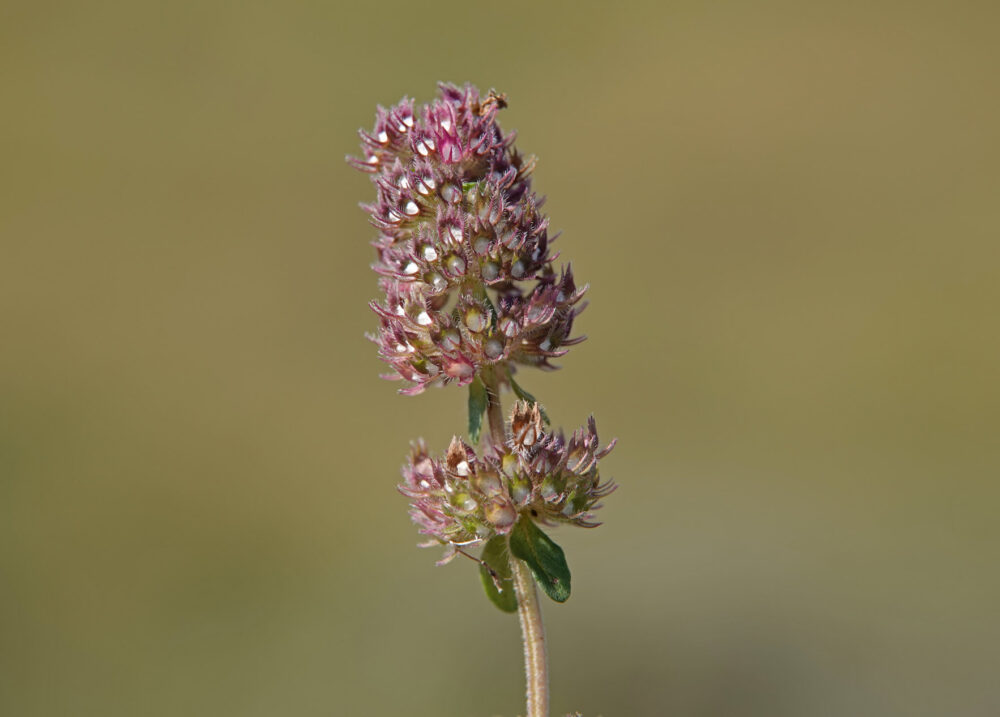 Grote tijm