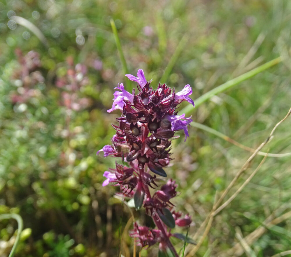 Grote tijm (Meijendel)