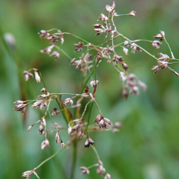 Grote veldbies