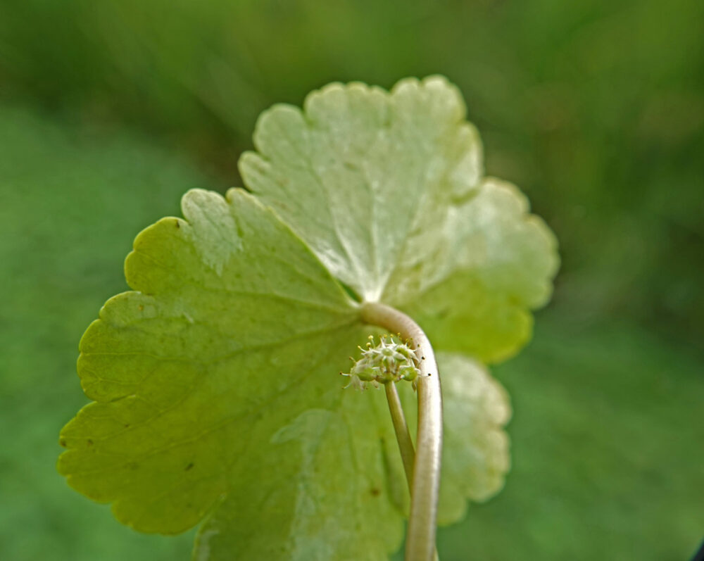 Grote waternavel