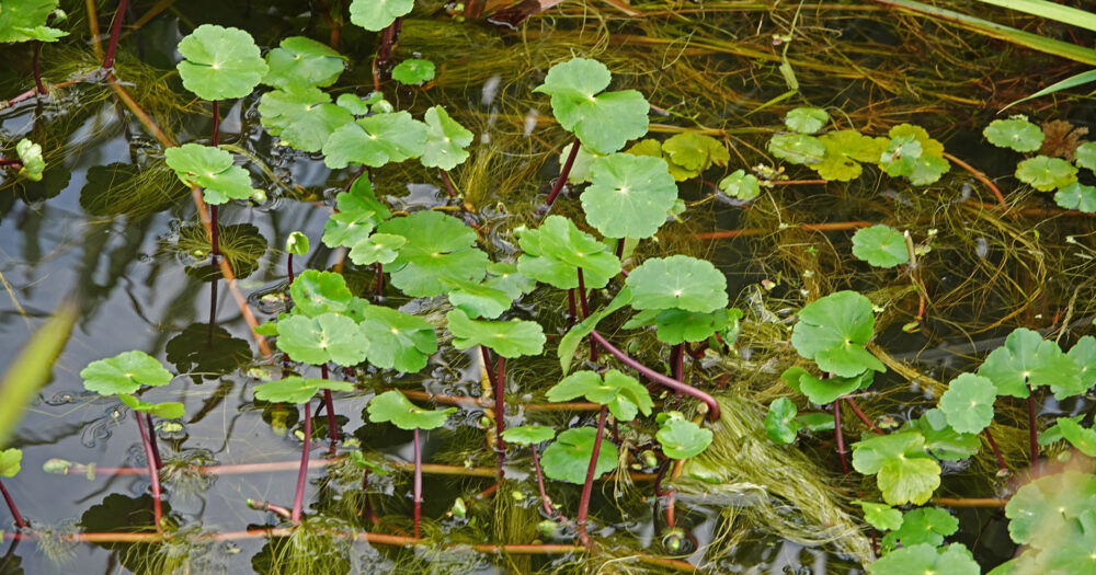 Grote waternavel
