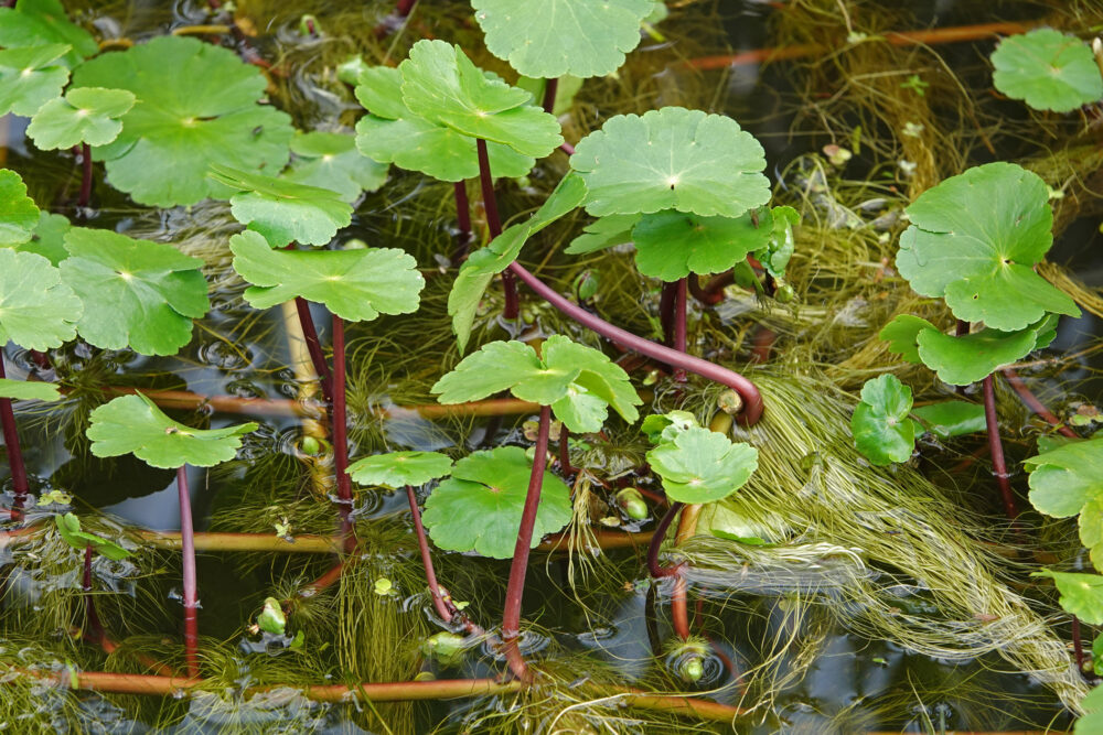 Grote waternavel