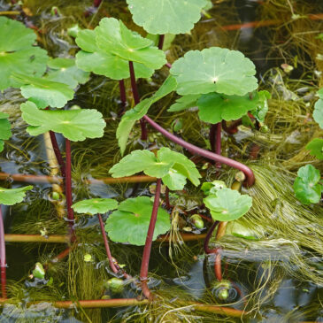 Grote waternavel