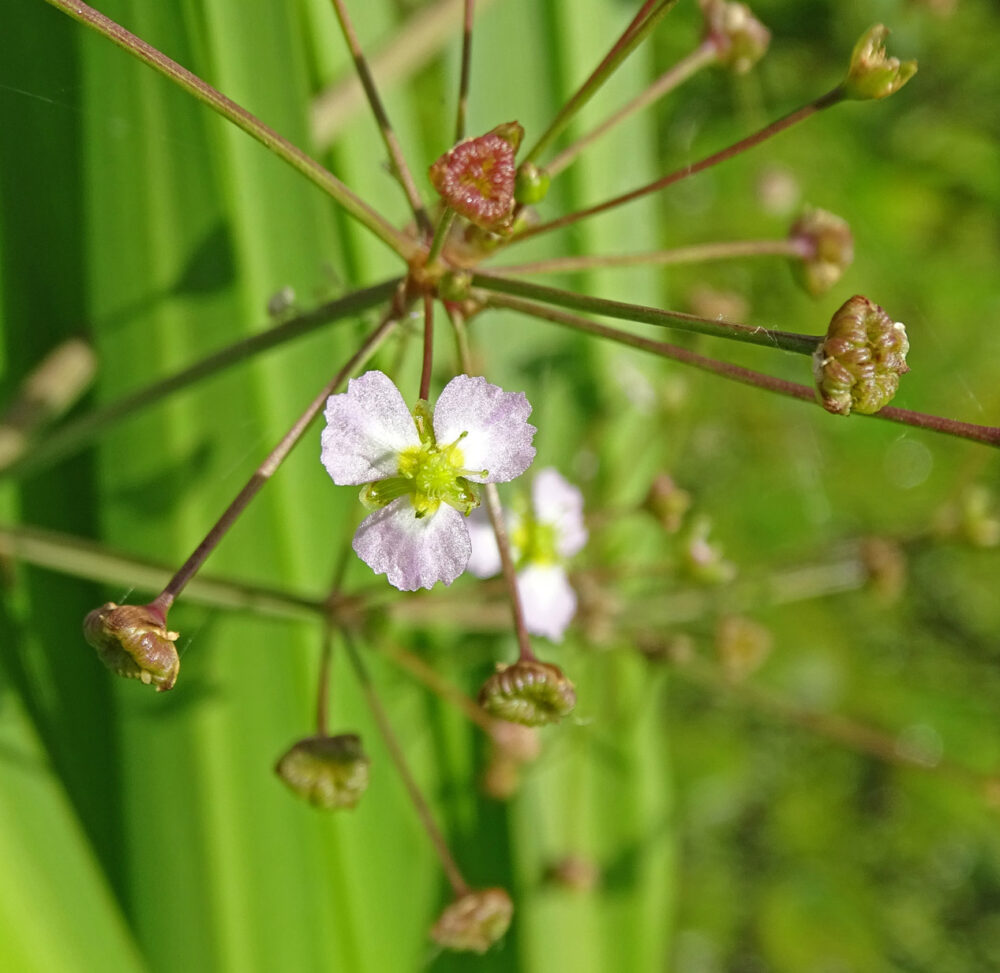Grote waterweegbree (Onnerpolder)