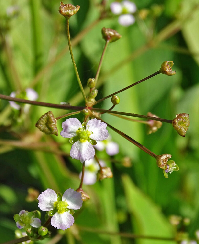 Grote waterweegbree (Onnerpolder)