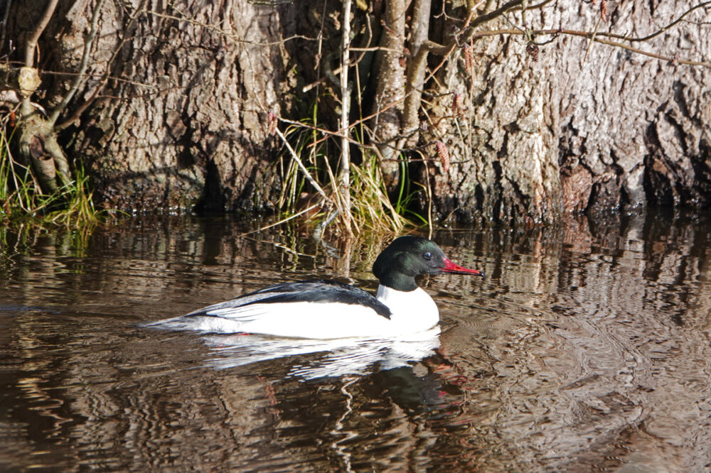 Grote zaagbek (Eelderdiep)