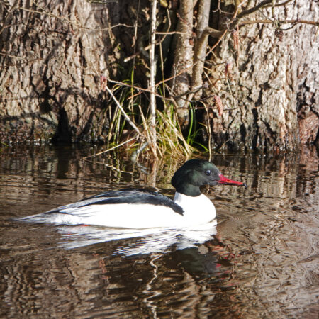 Grote zaagbek (man)
