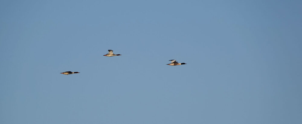Grote zaagbekken in vlucht (Onlanden)