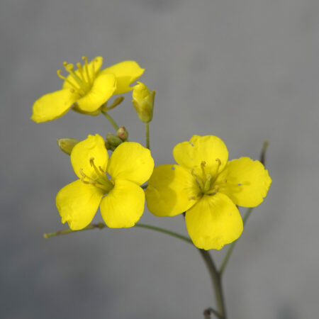 Grote zandkool