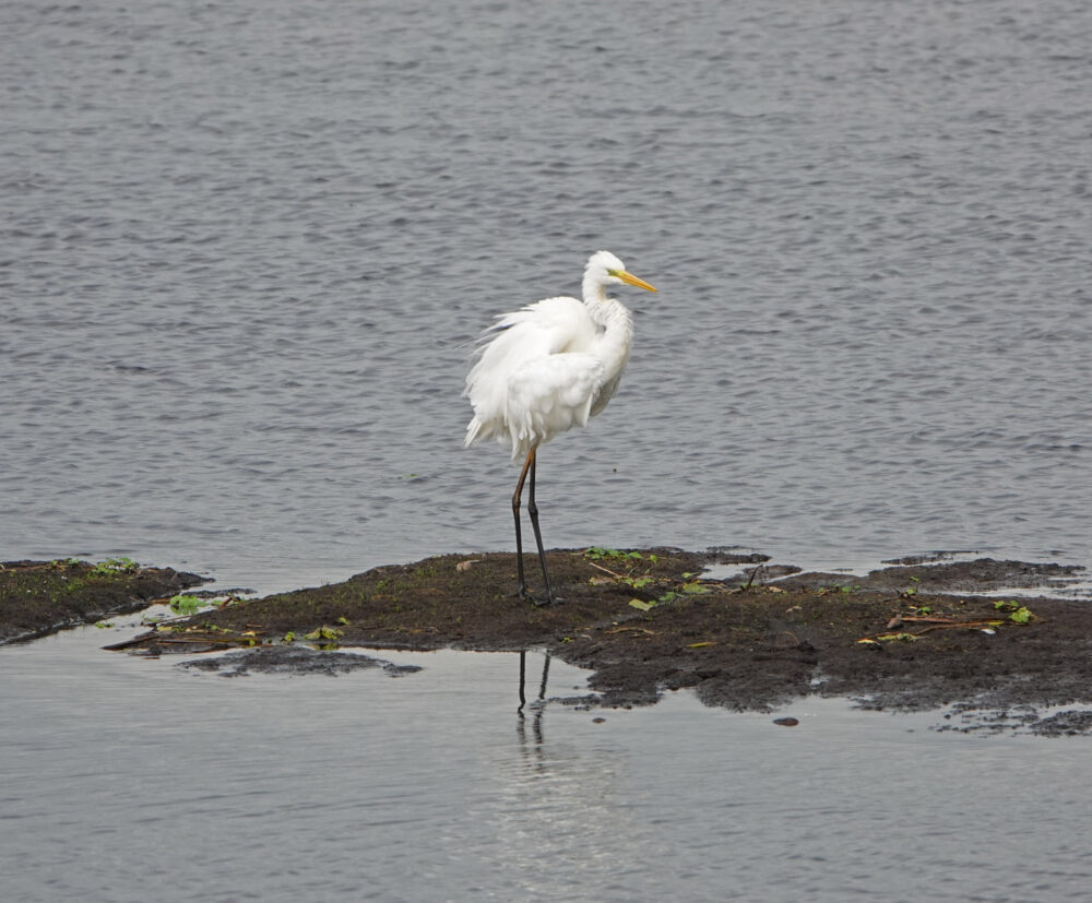 Grote zilverreiger