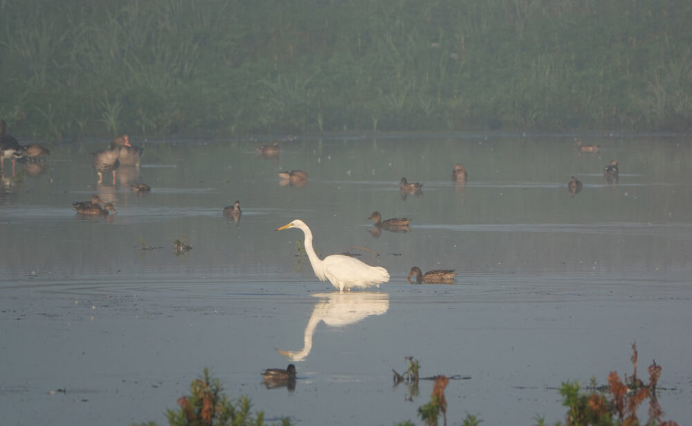 Grote zilverreiger (Onlanden)