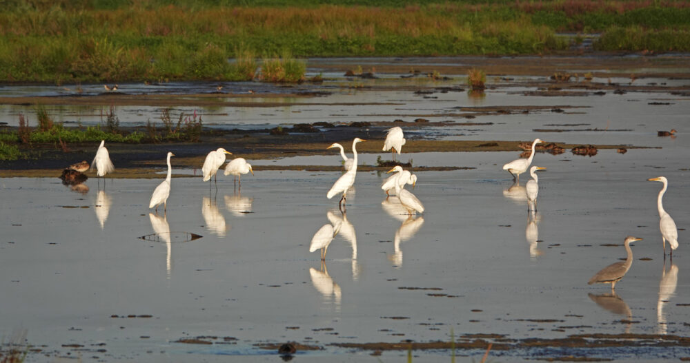 Grote zilverreiger (Onlanden)