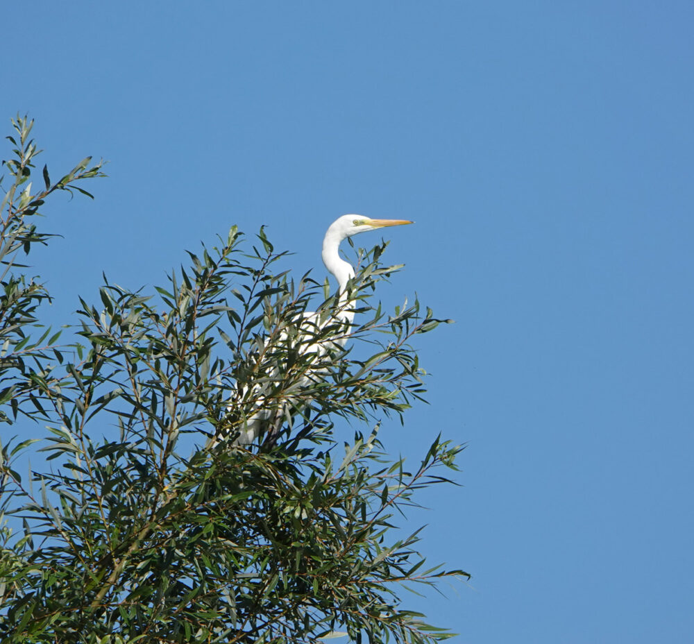 Grote zilverreiger in boom (Vreugderijkerwaard)