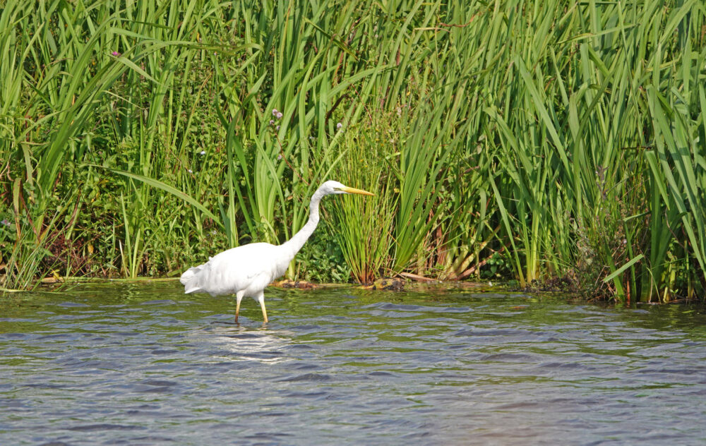 Grote zilverreiger