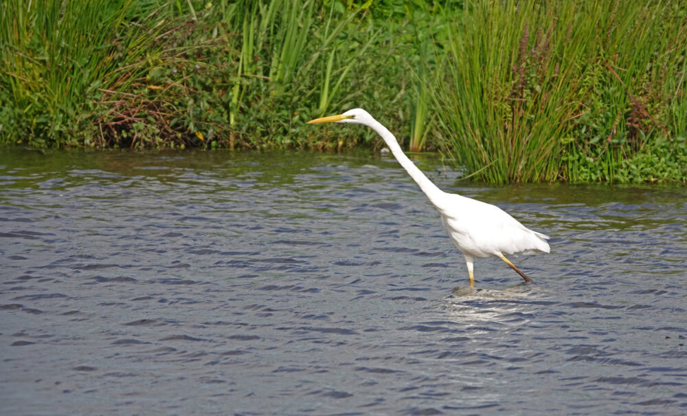 Grote zilverreiger