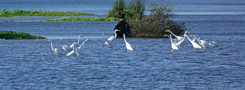 Grote zilverreigers